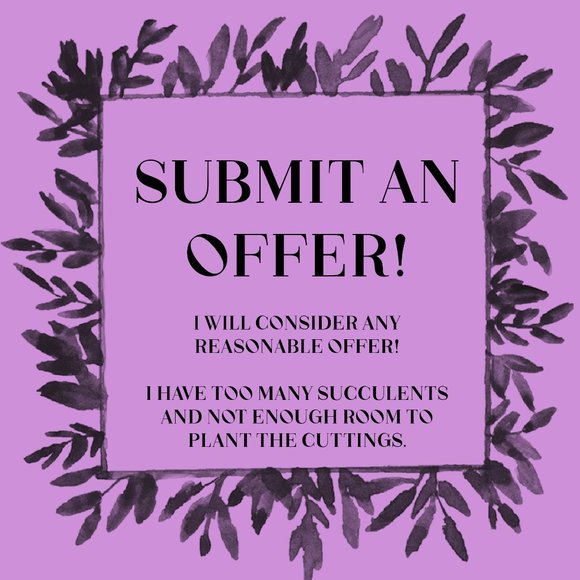 40 Succulent Plant Cuttings Various Types - Picture 2 of 15